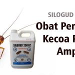 Rekomendasi Obat Kecoa Paling Ampuh