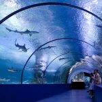 Informasi Wisata di Kaiyukan Aquarium, Osaka