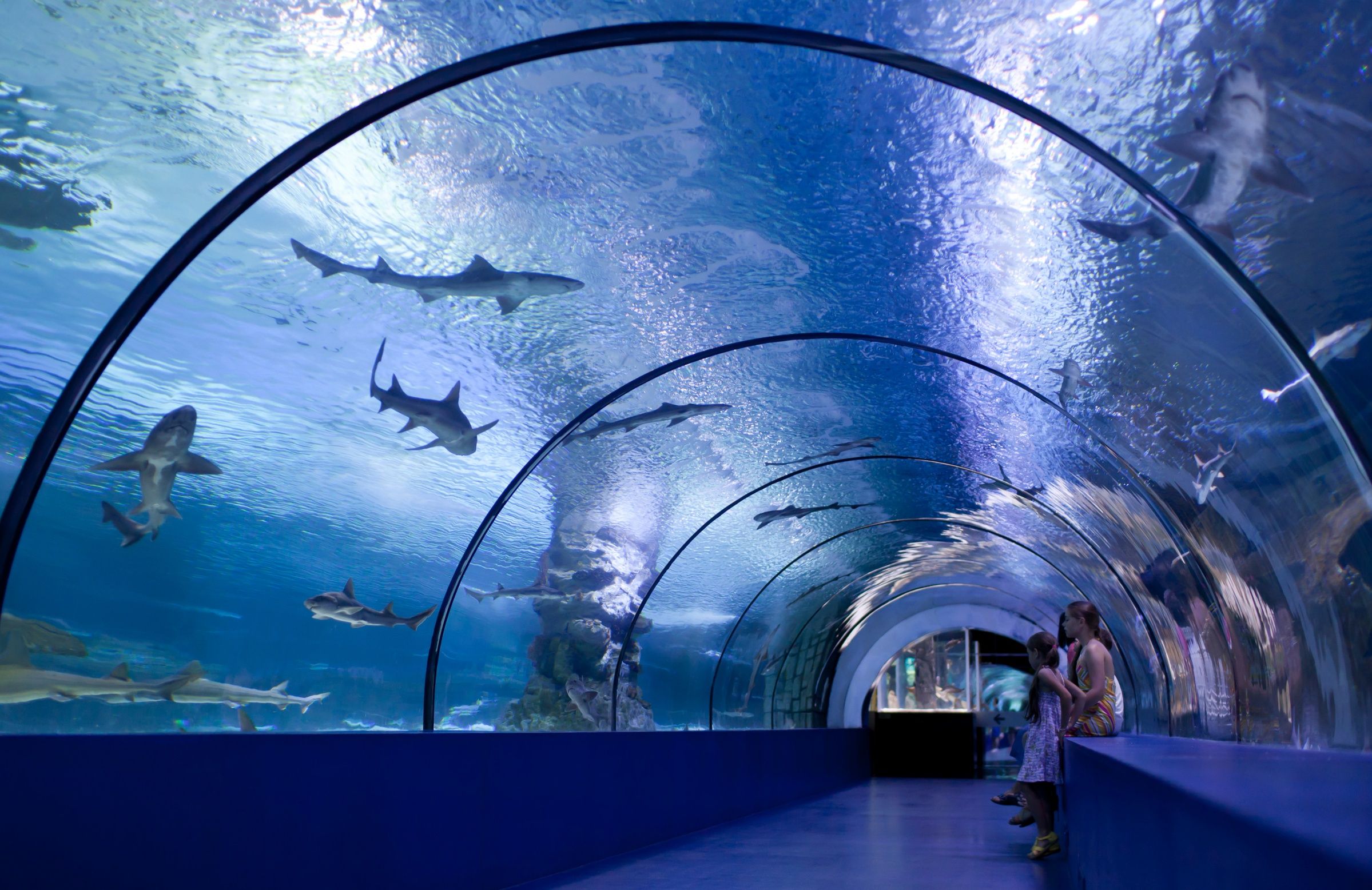 Informasi Wisata di Kaiyukan Aquarium, Osaka